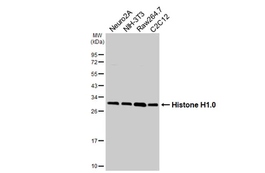 Anti-Histone H1.0 antibody [HL3982] used in Western Blot (WB). GTX642308