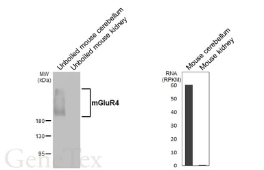Anti-mGluR4 antibody [HL3986] used in Western Blot (WB). GTX642312