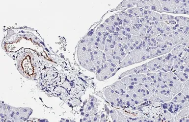 Anti-CD31 antibody [HL3991] used in IHC (Paraffin sections) (IHC-P). GTX642317