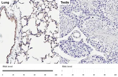 Anti-CD31 antibody [HL3991] used in IHC (Paraffin sections) (IHC-P). GTX642317