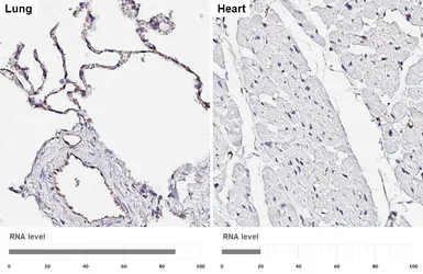 Anti-CD31 antibody [HL3991] used in IHC (Paraffin sections) (IHC-P). GTX642317