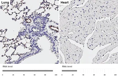 Anti-CD31 antibody [HL3991] used in IHC (Paraffin sections) (IHC-P). GTX642317