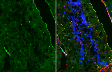 Anti-CD31 antibody [HL3991] used in IHC (Frozen sections) (IHC-Fr). GTX642317