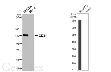 Anti-CD31 antibody [HL3991] used in Western Blot (WB). GTX642317