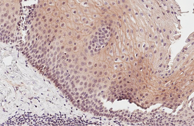 Anti-PVRL4 antibody [HL3999] used in IHC (Paraffin sections) (IHC-P). GTX642330