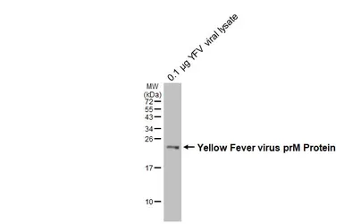 Anti-Yellow Fever virus prM Protein antibody [HL4004] used in Western Blot (WB). GTX642335