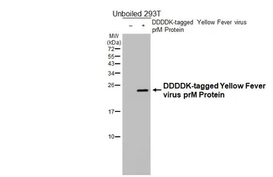 Anti-Yellow Fever virus prM Protein antibody [HL4004] used in Western Blot (WB). GTX642335