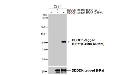 Anti-B-Raf (G469A Mutant) antibody [HL4008] used in Western Blot (WB). GTX642339