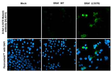 Anti-B-Raf (L597R Mutant) antibody [HL4011] used in Immunocytochemistry/ Immunofluorescence (ICC/IF). GTX642342