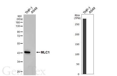 Anti-MLC1 antibody [HL4013] used in Western Blot (WB). GTX642344