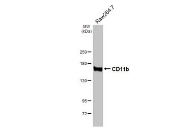 Anti-CD11b antibody [HL4028] used in Western Blot (WB). GTX642359