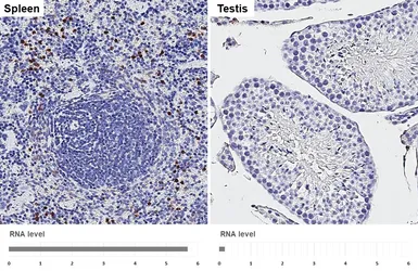 Anti-CD11b antibody [HL4028] used in IHC (Paraffin sections) (IHC-P). GTX642359