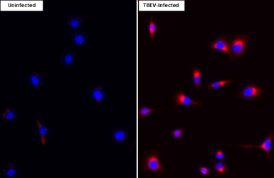 Anti-Tick-borne encephalitis virus (TBEV) Envelope antibody [HL4031] used in Immunocytochemistry/ Immunofluorescence (ICC/IF). GTX642362