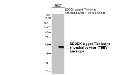Anti-Tick-borne encephalitis virus (TBEV) Envelope antibody [HL4034] used in Western Blot (WB). GTX642365