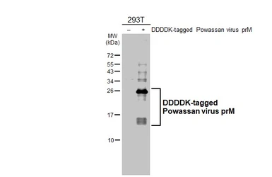 Anti-Powassan virus prM protein antibody [HL4038] used in Western Blot (WB). GTX642369