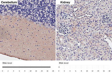 Anti-Ankyrin B antibody [GT131] used in IHC (Paraffin sections) (IHC-P). GTX642448
