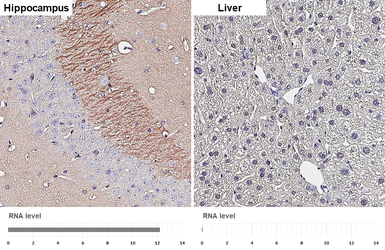 Anti-Ankyrin B antibody [GT131] used in IHC (Paraffin sections) (IHC-P). GTX642448