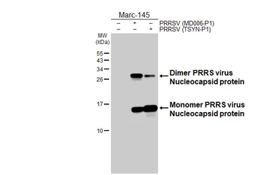 Anti-PRRS virus Nucleocapsid protein antibody [GT137] used in Western Blot (WB). GTX642450