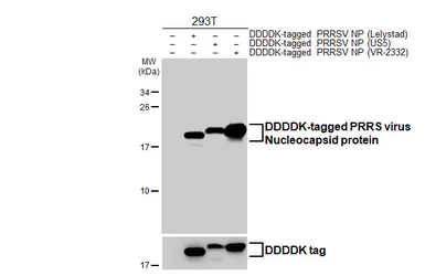 Anti-PRRS virus Nucleocapsid protein antibody [GT137] used in Western Blot (WB). GTX642450