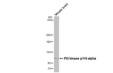 Anti-PI3 kinase p110 alpha antibody [HL4042] used in Western Blot (WB). GTX642457