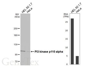 Anti-PI3 kinase p110 alpha antibody [HL4042] used in Western Blot (WB). GTX642457