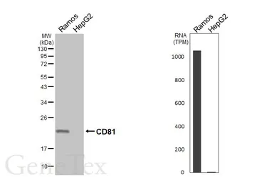 Anti-CD81 antibody [HL4048] used in Western Blot (WB). GTX642463