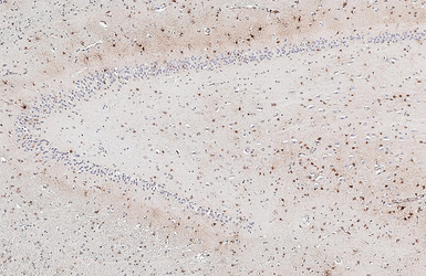 Anti-GPR54 antibody [HL4049] used in IHC (Paraffin sections) (IHC-P). GTX642464