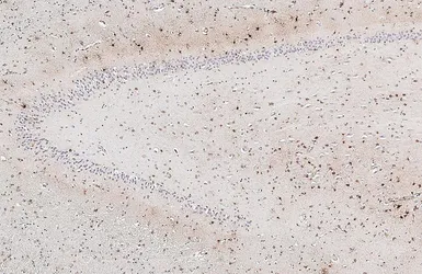 Anti-GPR54 antibody [HL4049] used in IHC (Paraffin sections) (IHC-P). GTX642464