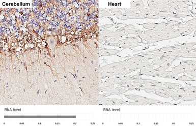 Anti-GPR54 antibody [HL4049] used in IHC (Paraffin sections) (IHC-P). GTX642464