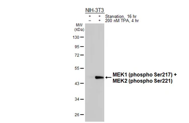 Anti-MEK1 (phospho Ser217) + MEK2 (phospho Ser221) antibody [HL4054] used in Western Blot (WB). GTX642469