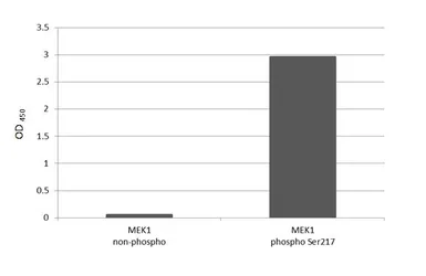 Anti-MEK1 (phospho Ser217) + MEK2 (phospho Ser221) antibody [HL4054] used in  (). GTX642469