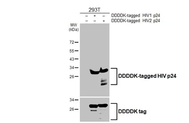 Anti-HIV p24 antibody [HL4058] used in Western Blot (WB). GTX642473