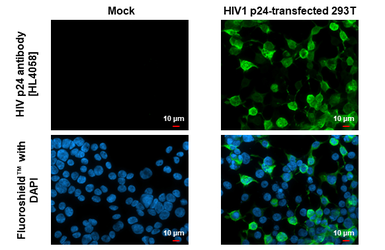 Anti-HIV p24 antibody [HL4058] used in Immunocytochemistry/ Immunofluorescence (ICC/IF). GTX642473