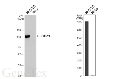 Anti-CD31 antibody [HL4073] used in Western Blot (WB). GTX642512