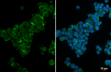 Anti-CD31 antibody [HL4073] used in Immunocytochemistry/ Immunofluorescence (ICC/IF). GTX642512