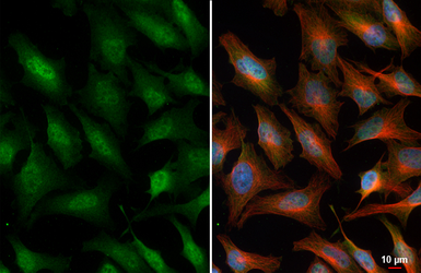 Anti-SLBP antibody [HL4074] used in Immunocytochemistry/ Immunofluorescence (ICC/IF). GTX642513