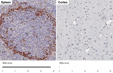 Anti-CD169 antibody [HL4079] used in IHC (Paraffin sections) (IHC-P). GTX642518