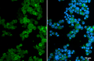 Anti-CD169 antibody [HL4079] used in Immunocytochemistry/ Immunofluorescence (ICC/IF). GTX642518