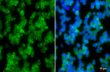 Anti-Adenosine A2a Receptor antibody [HL4086] used in Immunocytochemistry/ Immunofluorescence (ICC/IF). GTX642525