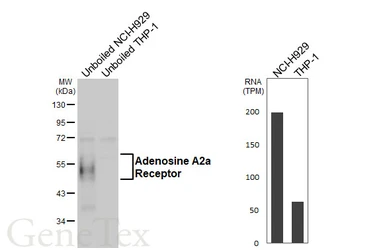 Anti-Adenosine A2a Receptor antibody [HL4086] used in Western Blot (WB). GTX642525
