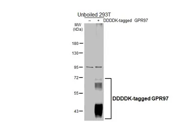 Anti-GPR97 antibody [HL4088] used in Western Blot (WB). GTX642527