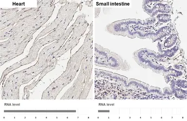Anti-Latrophilin 2 antibody [HL4090] used in IHC (Paraffin sections) (IHC-P). GTX642529