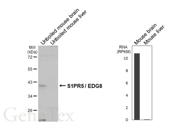 Anti-S1PR5 / EDG8 antibody [HL4092] used in Western Blot (WB). GTX642531
