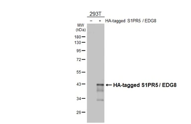 Anti-S1PR5 / EDG8 antibody [HL4092] used in Western Blot (WB). GTX642531