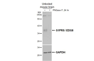 Anti-S1PR5 / EDG8 antibody [HL4092] used in Western Blot (WB). GTX642531