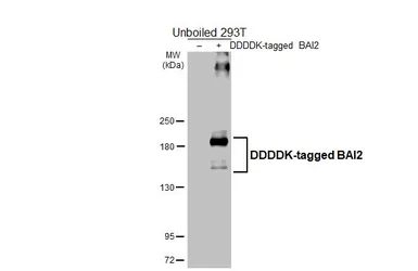 Anti-BAI2 antibody [HL4093] used in Western Blot (WB). GTX642532