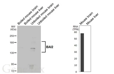 Anti-BAI2 antibody [HL4093] used in Western Blot (WB). GTX642532