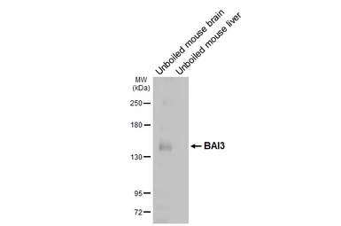 Anti-BAI3 antibody [HL4095] used in Western Blot (WB). GTX642534