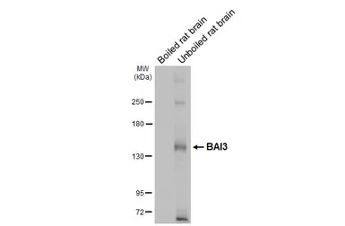 Anti-BAI3 antibody [HL4095] used in Western Blot (WB). GTX642534
