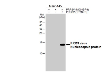 Anti-PRRS virus Nucleocapsid protein antibody [HL4100] used in Western Blot (WB). GTX642546